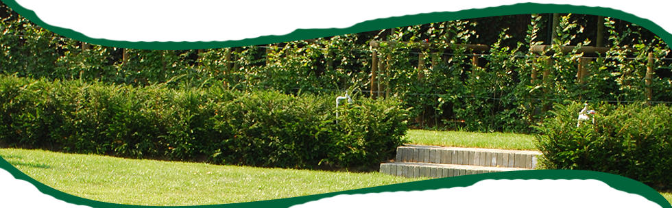 Tuinen Mestdagh - Borders