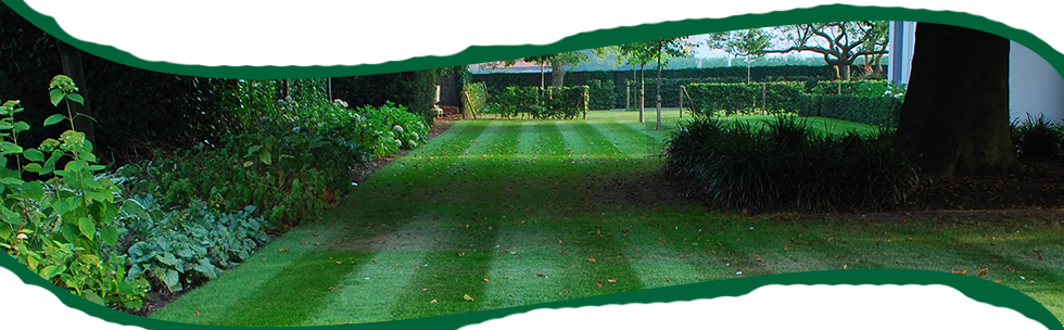 Tuinen Mestdagh - Gazons